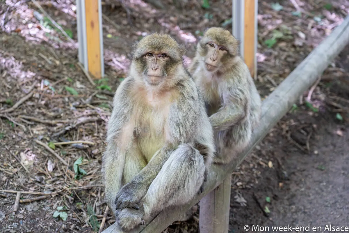 alsace-montagne-singes