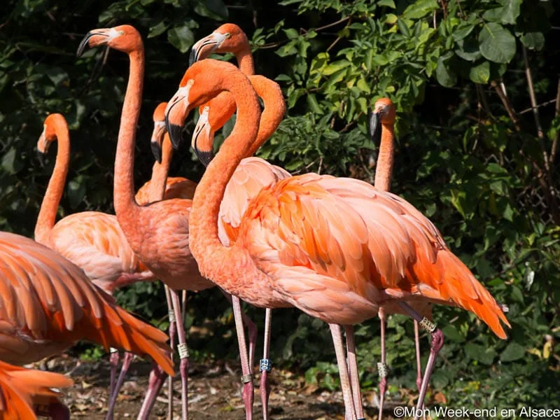 flamants-rouge-zoo-mulhouse