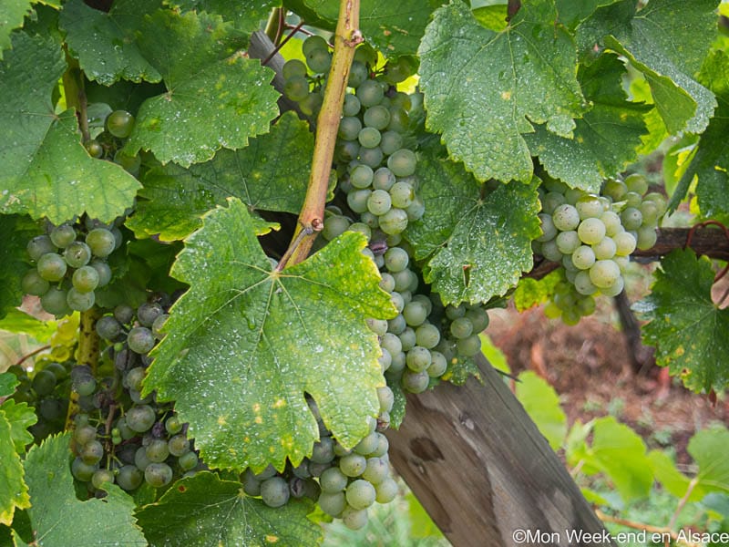 vignes-alsace-mittelbergheim