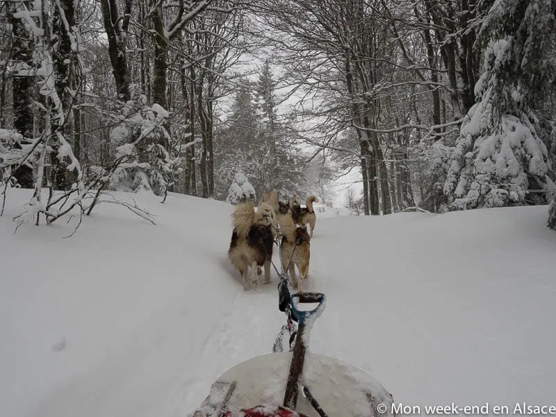 perros-traineau-bapteme-haut-rhin-alsace