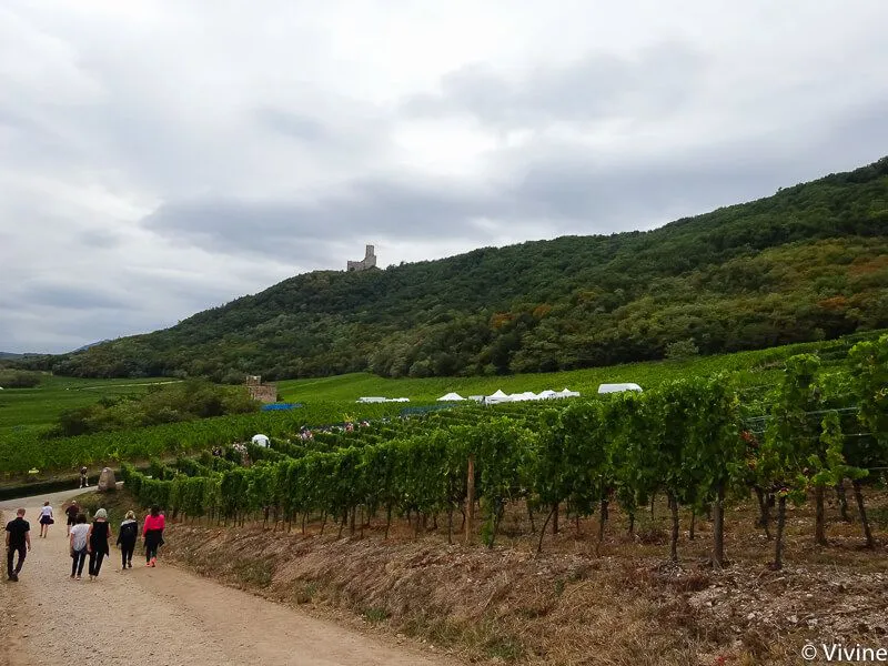 Gourmetwanderung-scherwiller