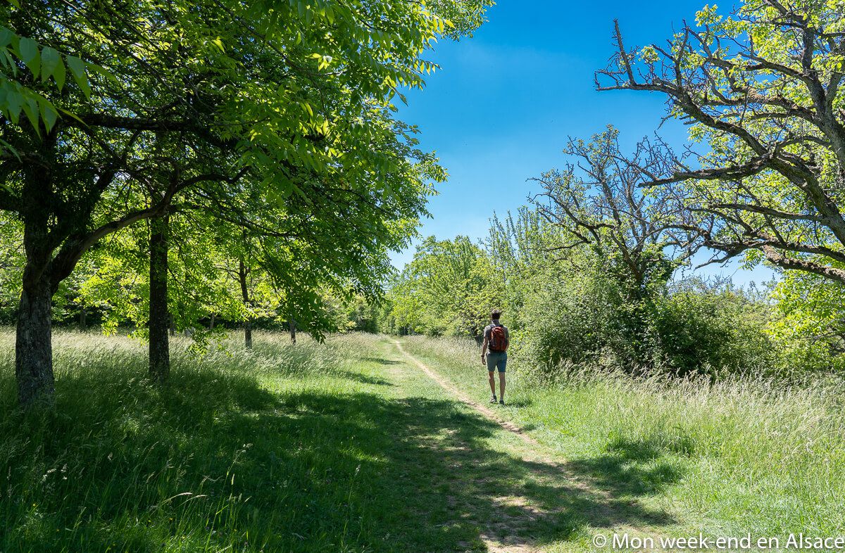 sentier-bastberg-bouxwiller