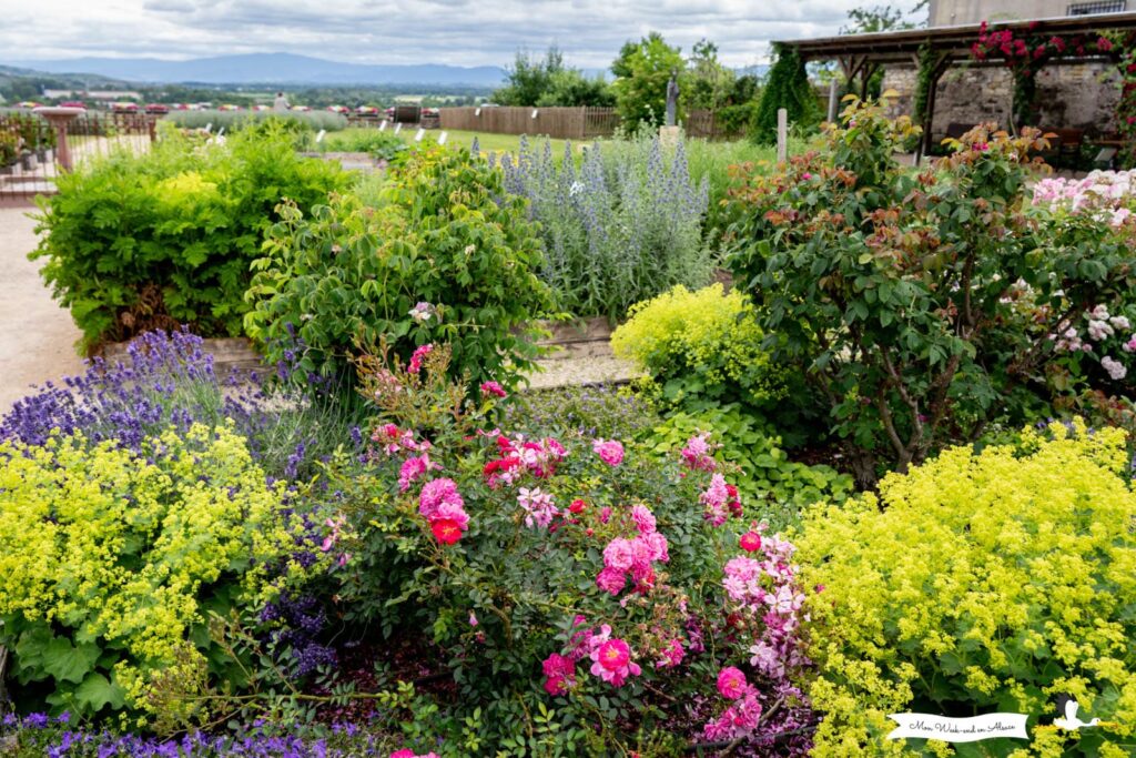 Visiter Breisach am Rhein, ville allemande en face de Neuf-Brisach 16 Fleurs au jardin du monastère franciscain de Breisach