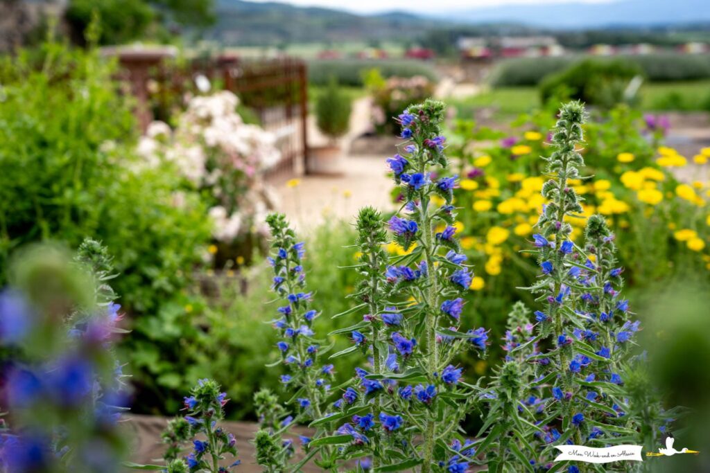 Visiter Breisach am Rhein, ville allemande en face de Neuf-Brisach 17 Jardin du monastère franciscain de Breisach (Allemagne)
