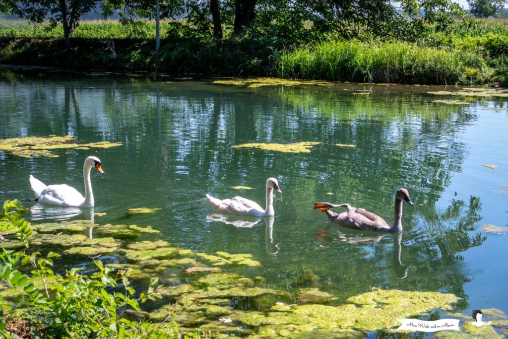 Cygnes sur le canal du Rhône au Rhin