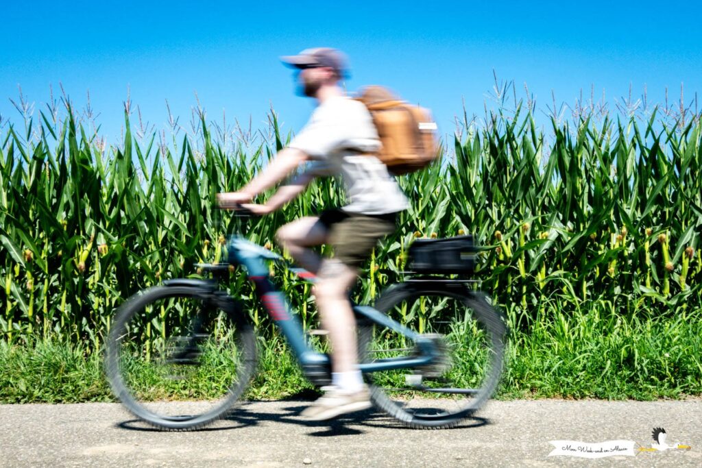 Vélo au milieu des champs de maïs