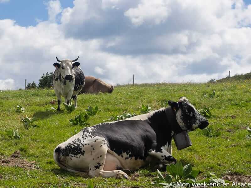 Vosges cows
